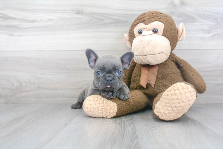 French Bulldog Puppy for Adoption