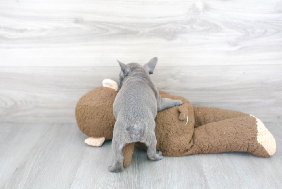 Best French Bulldog Baby