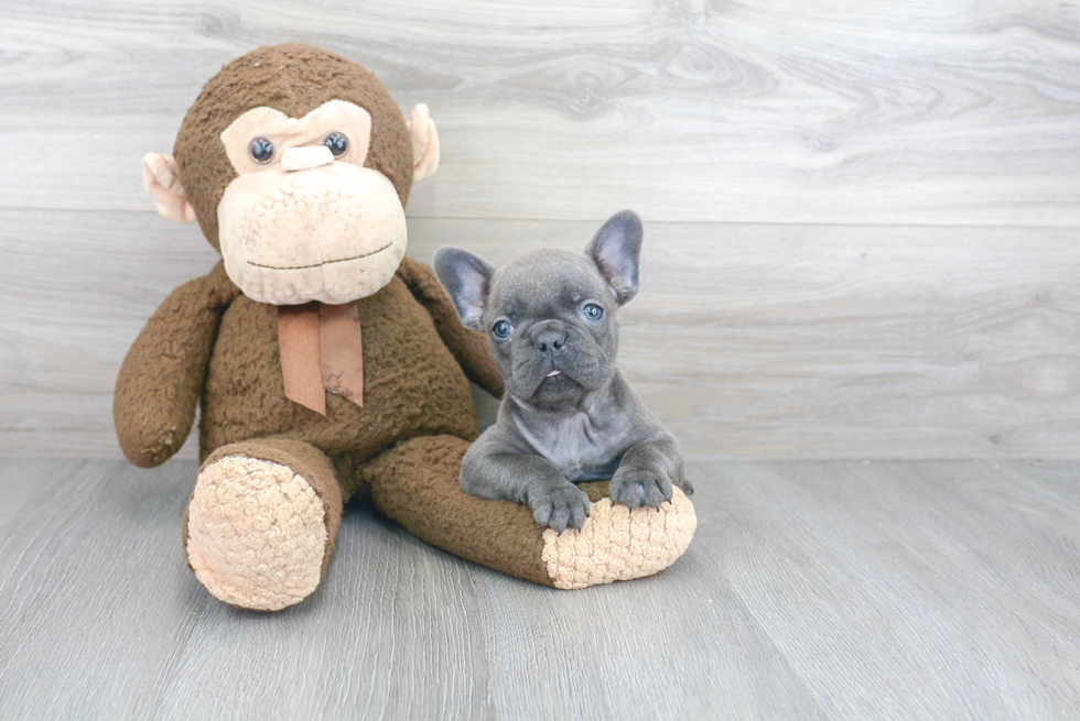 Small French Bulldog Baby