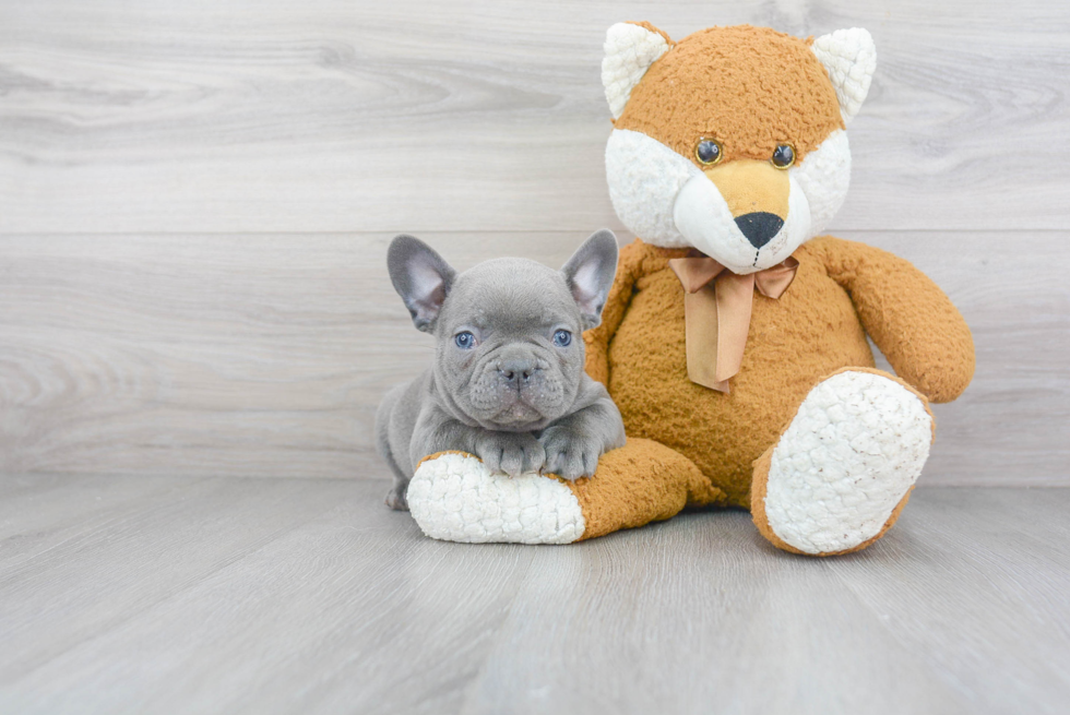 Hypoallergenic French Bulldog Baby