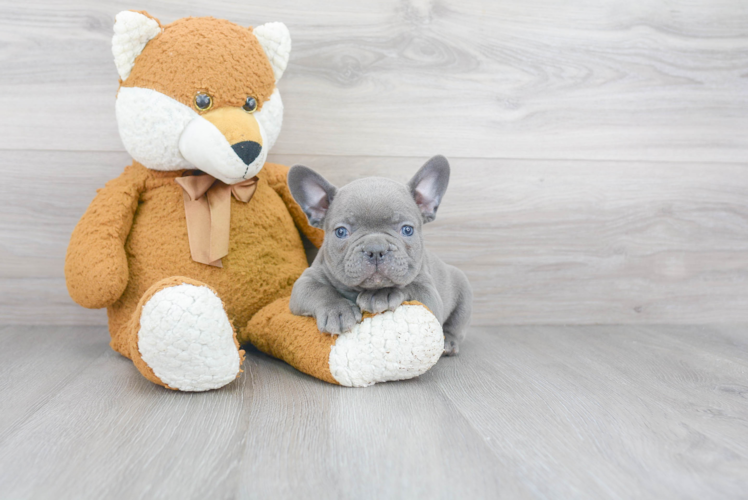 Funny French Bulldog Purebred Pup