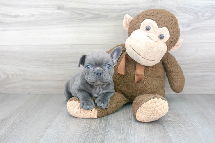 Hypoallergenic French Bulldog Purebred Pup