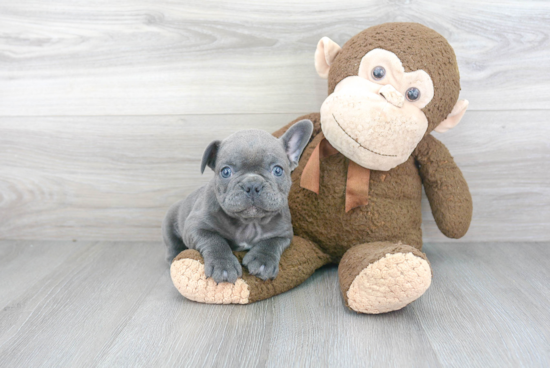 Hypoallergenic French Bulldog Purebred Pup