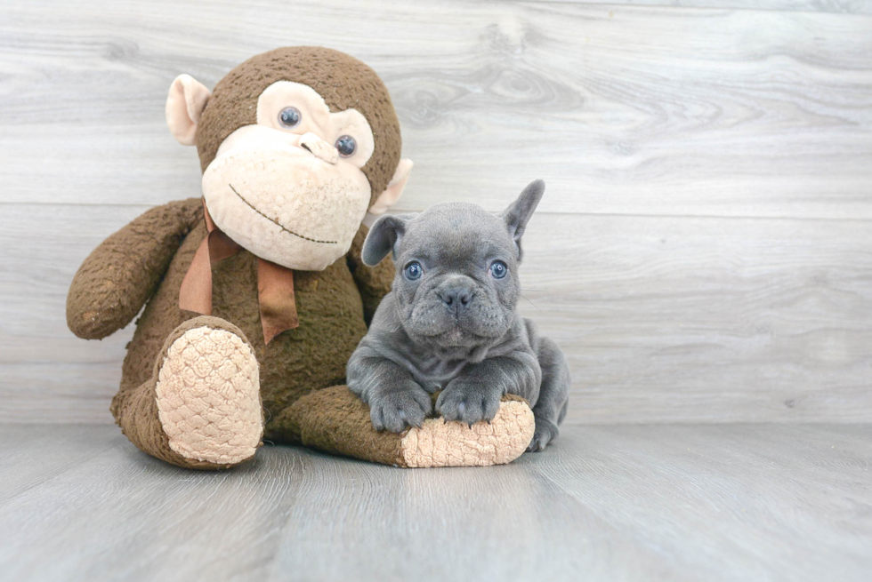 Happy Frenchie Purebred Puppy