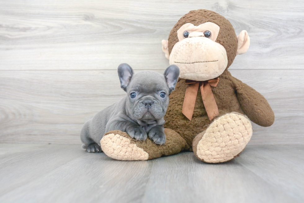 Small French Bulldog Baby