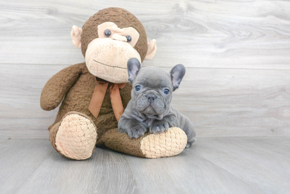 French Bulldog Pup Being Cute