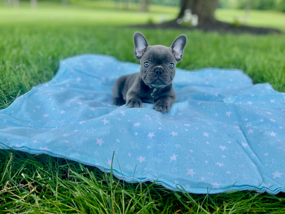 French Bulldog Pup Being Cute