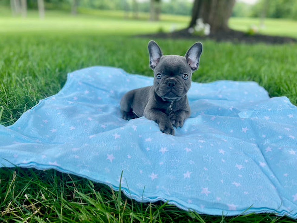 French Bulldog Puppy for Adoption