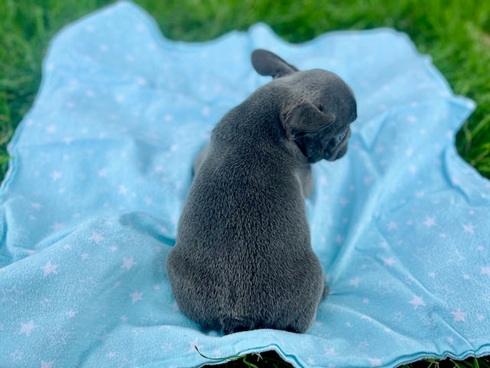 French Bulldog Pup Being Cute