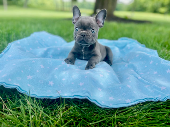 Best French Bulldog Baby