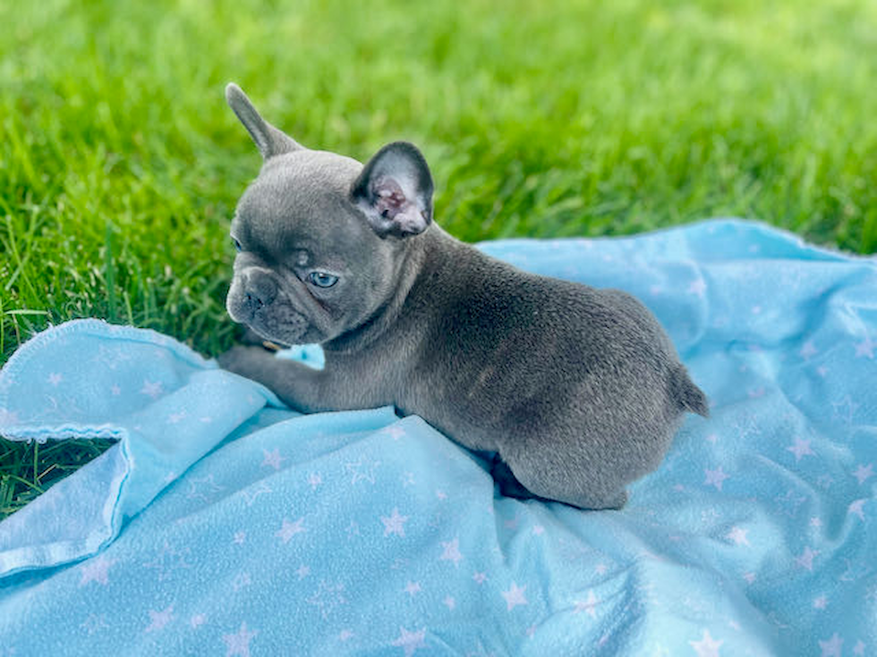 Funny French Bulldog Purebred Pup