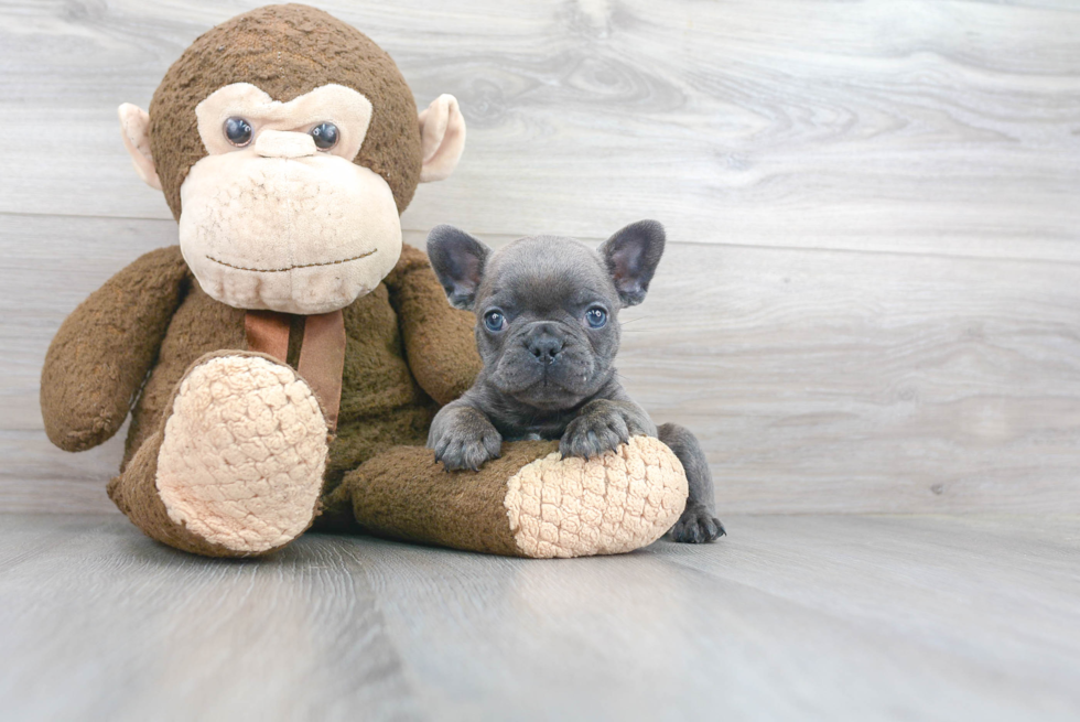 Sweet Frenchie Purebred Puppy