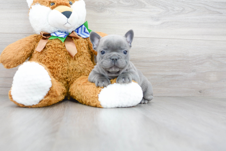 Best French Bulldog Baby