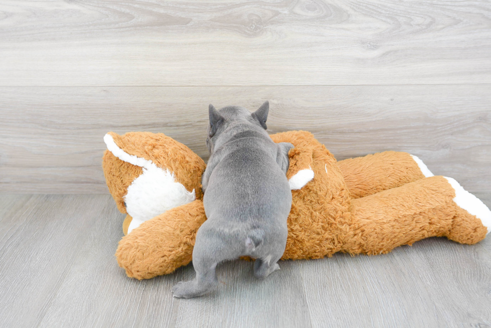 French Bulldog Pup Being Cute