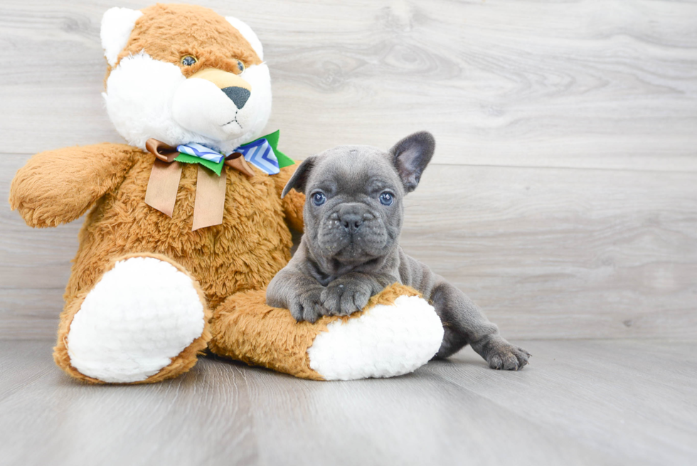 Popular French Bulldog Purebred Pup