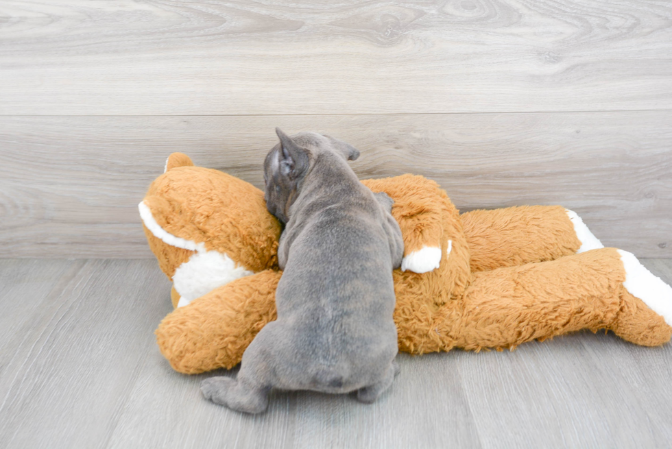 Happy Frenchie Purebred Puppy