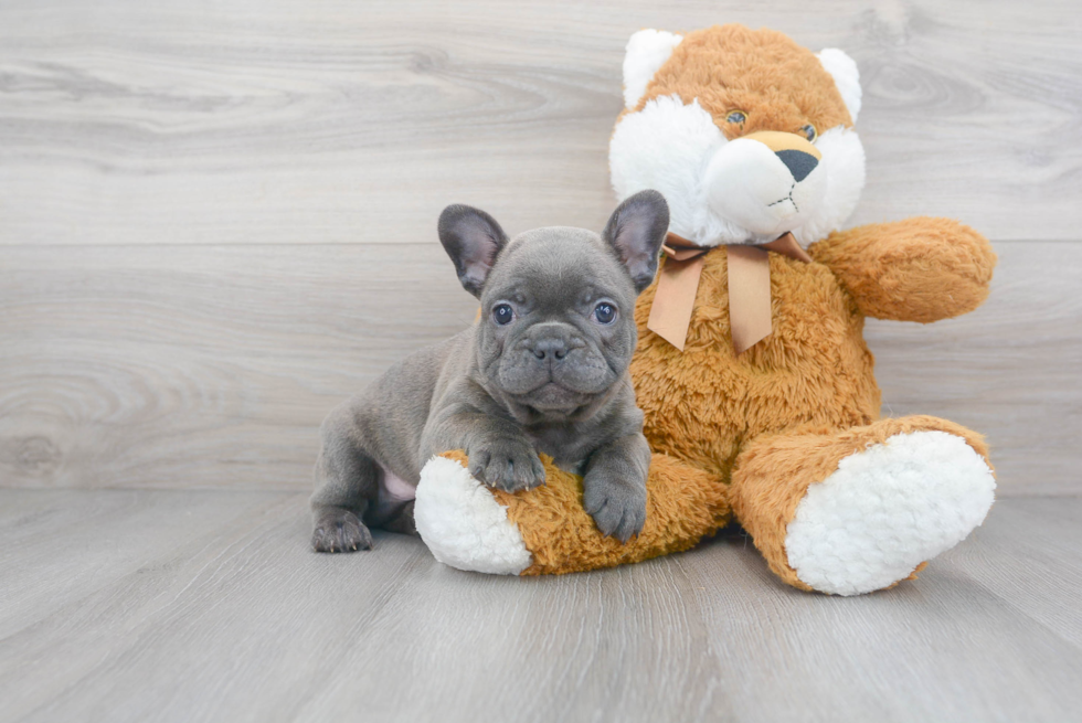 Smart Frenchie Purebred Puppy