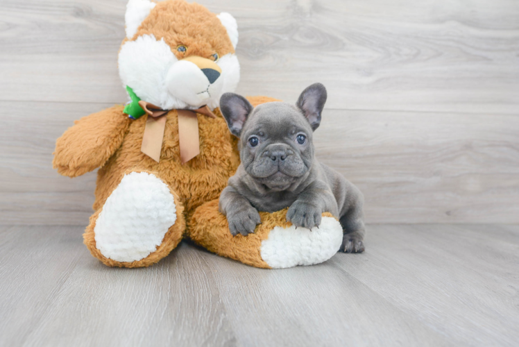 Fluffy Frenchie Purebred Puppy