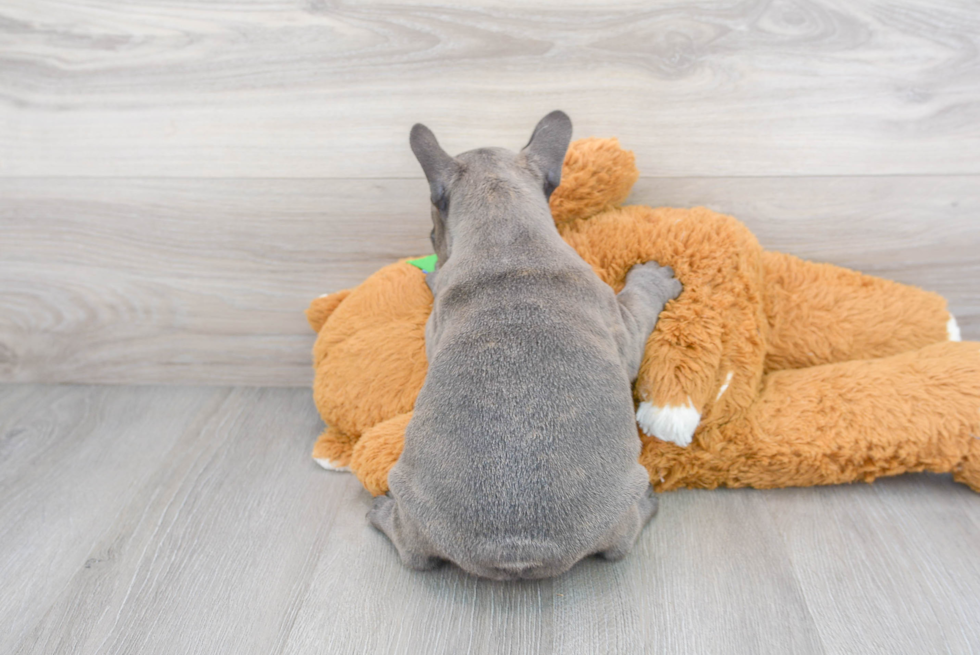 Small French Bulldog Purebred Pup