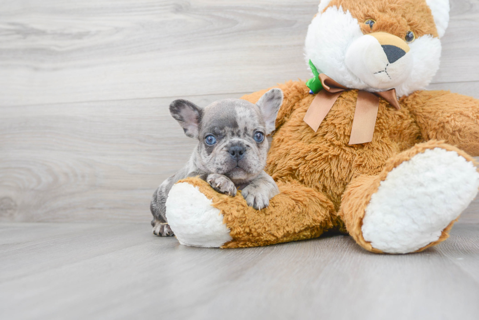 Adorable Frenchie Purebred Puppy