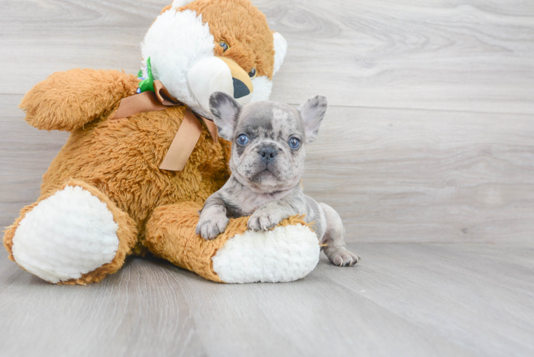 Best French Bulldog Baby