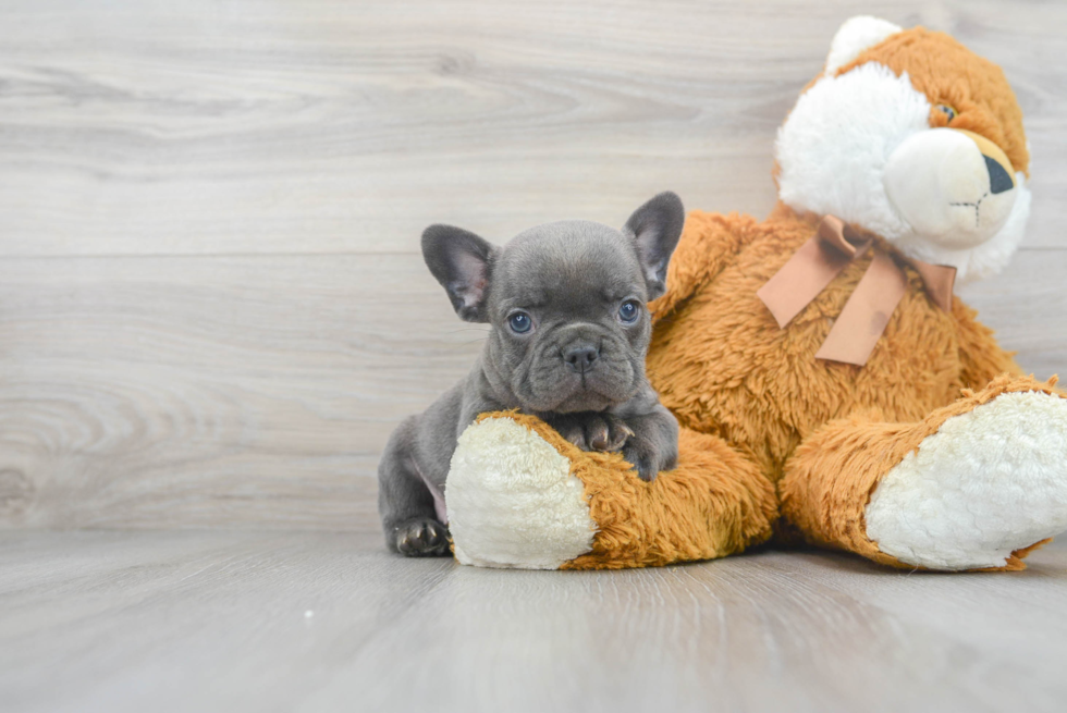 Happy Frenchie Purebred Puppy