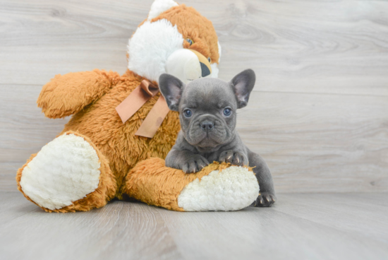 Adorable Frenchie Purebred Puppy