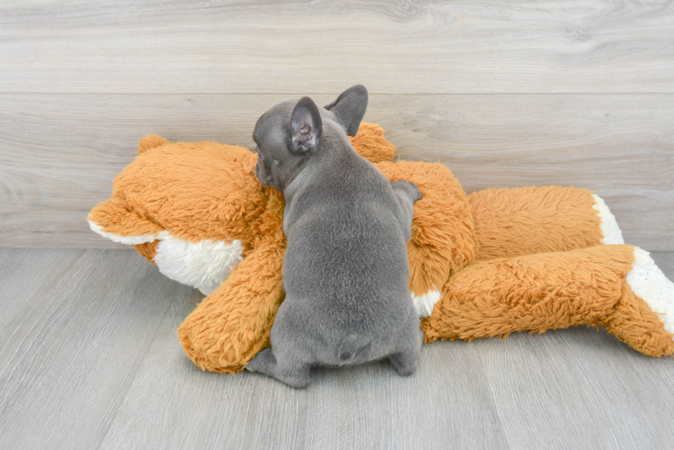 Small French Bulldog Purebred Pup