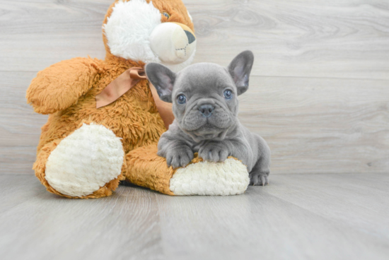 Akc Registered French Bulldog Purebred Pup