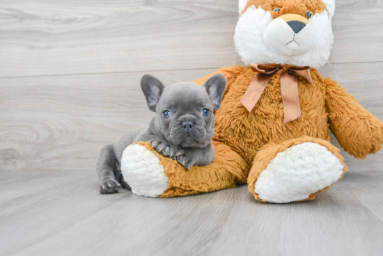 French Bulldog Pup Being Cute