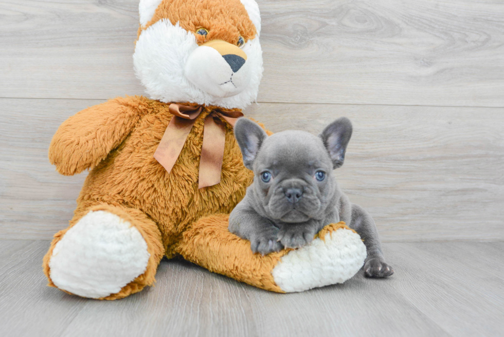 French Bulldog Puppy for Adoption