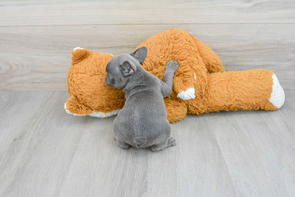 French Bulldog Pup Being Cute