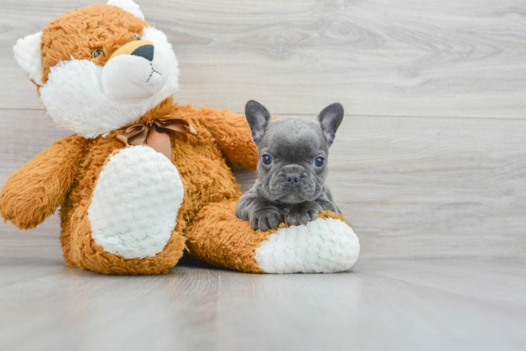 Playful French Bulldog Purebred Pup