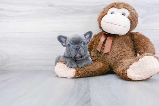 Popular French Bulldog Baby