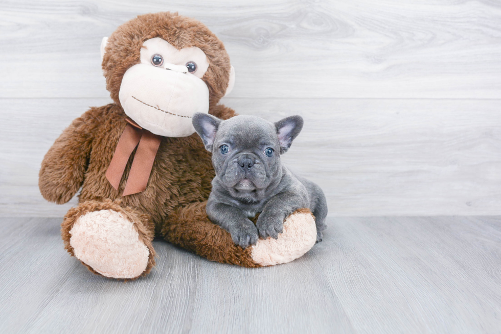 French Bulldog Puppy for Adoption