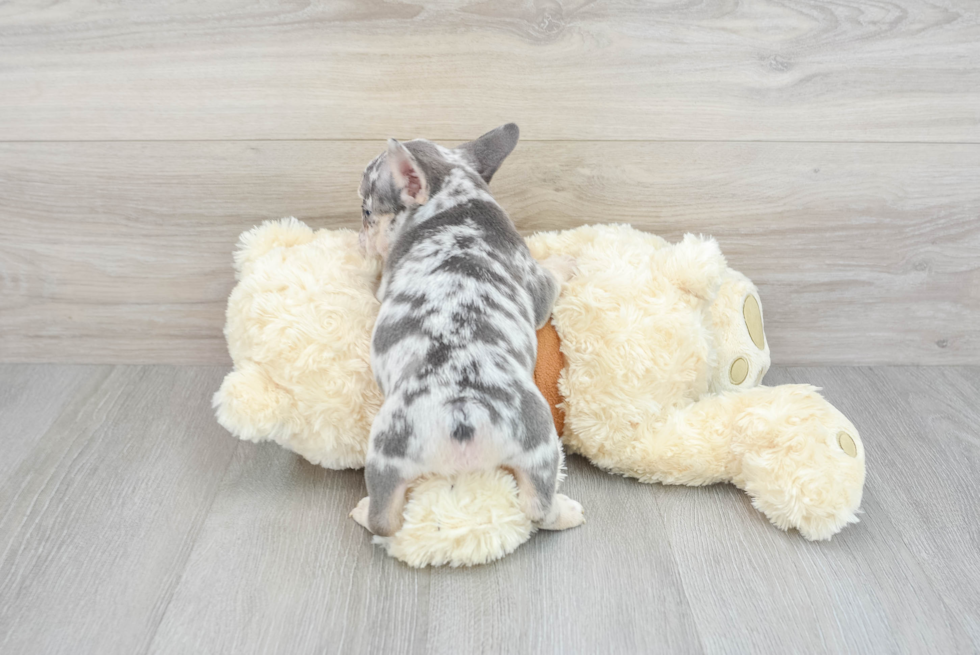 French Bulldog Pup Being Cute