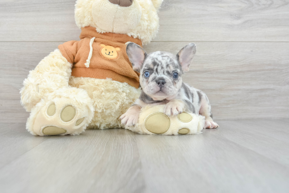 French Bulldog Puppy for Adoption