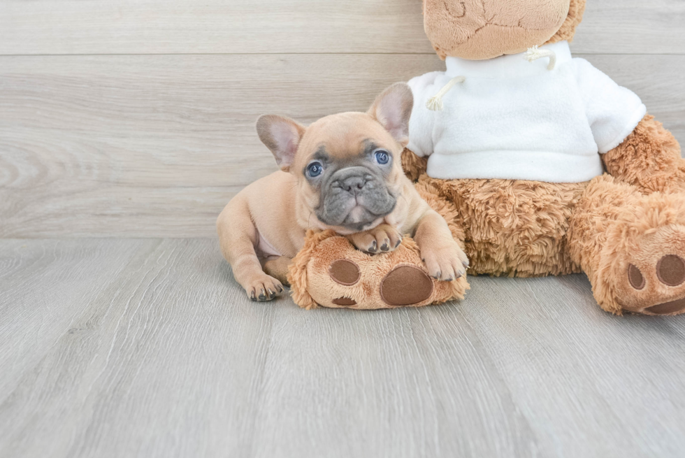 French Bulldog Pup Being Cute