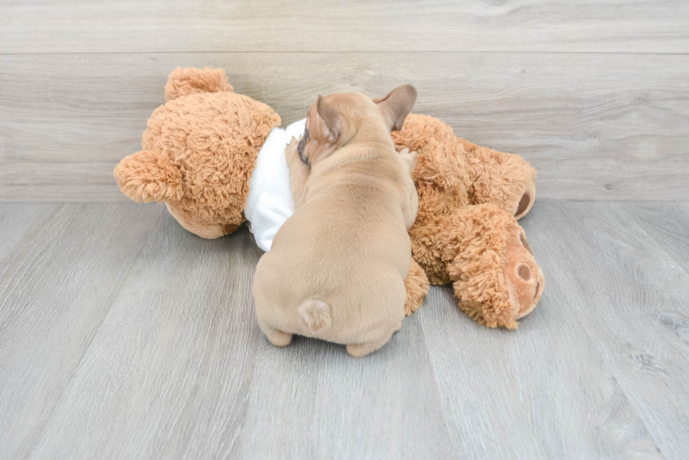 Little French Bulldog Purebred Pup