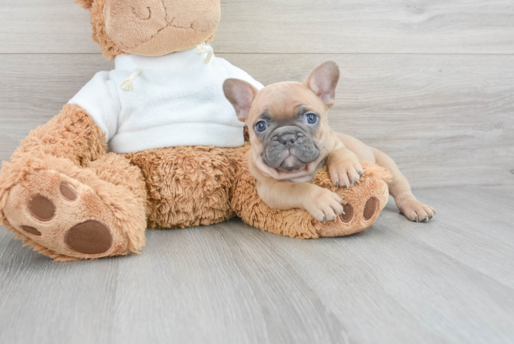 French Bulldog Puppy for Adoption