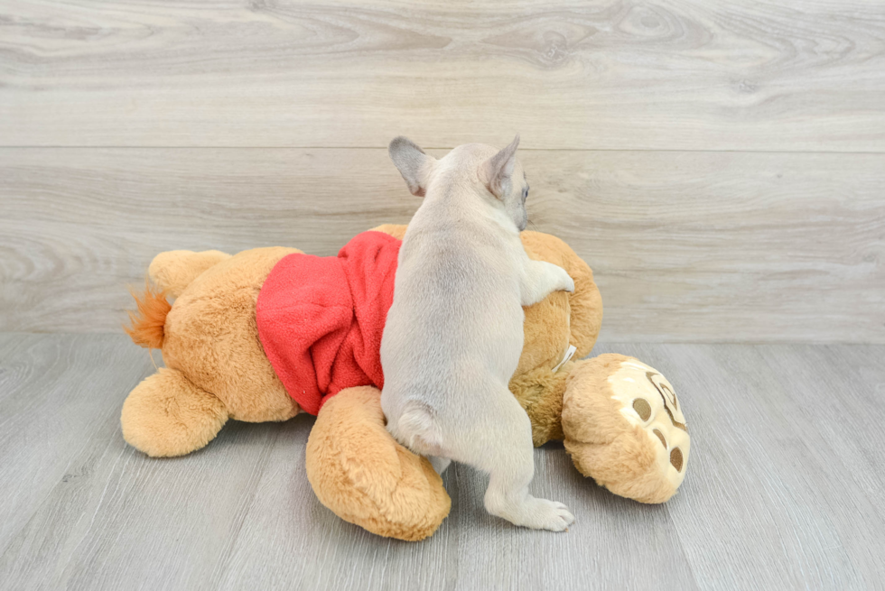 Playful French Bulldog Baby