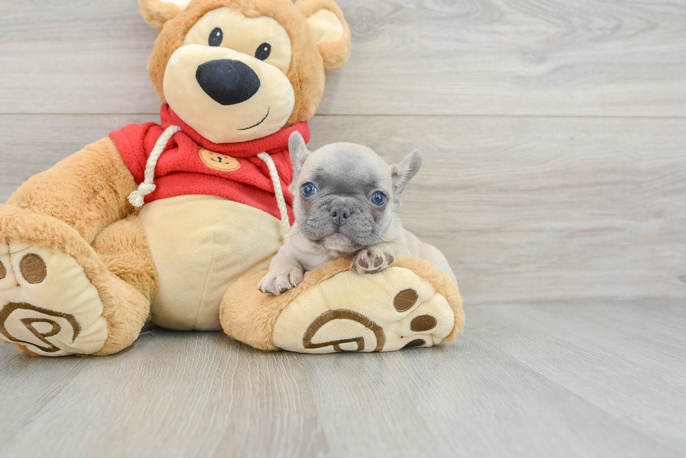 Little French Bulldog Baby