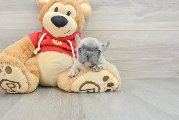 Little French Bulldog Baby