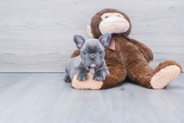 French Bulldog Puppy for Adoption