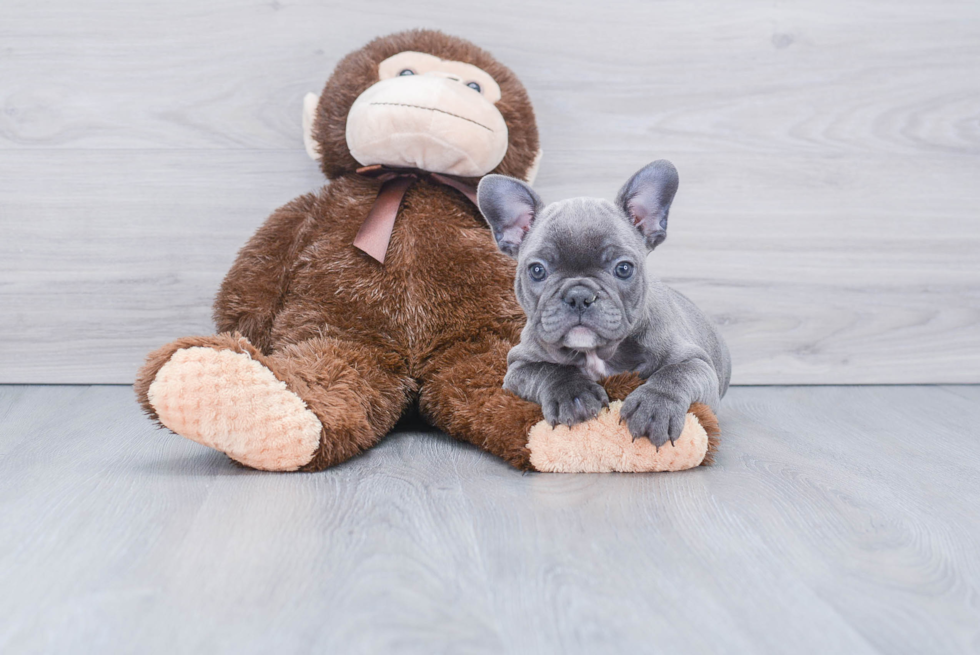 French Bulldog Puppy for Adoption