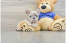 Small French Bulldog Baby