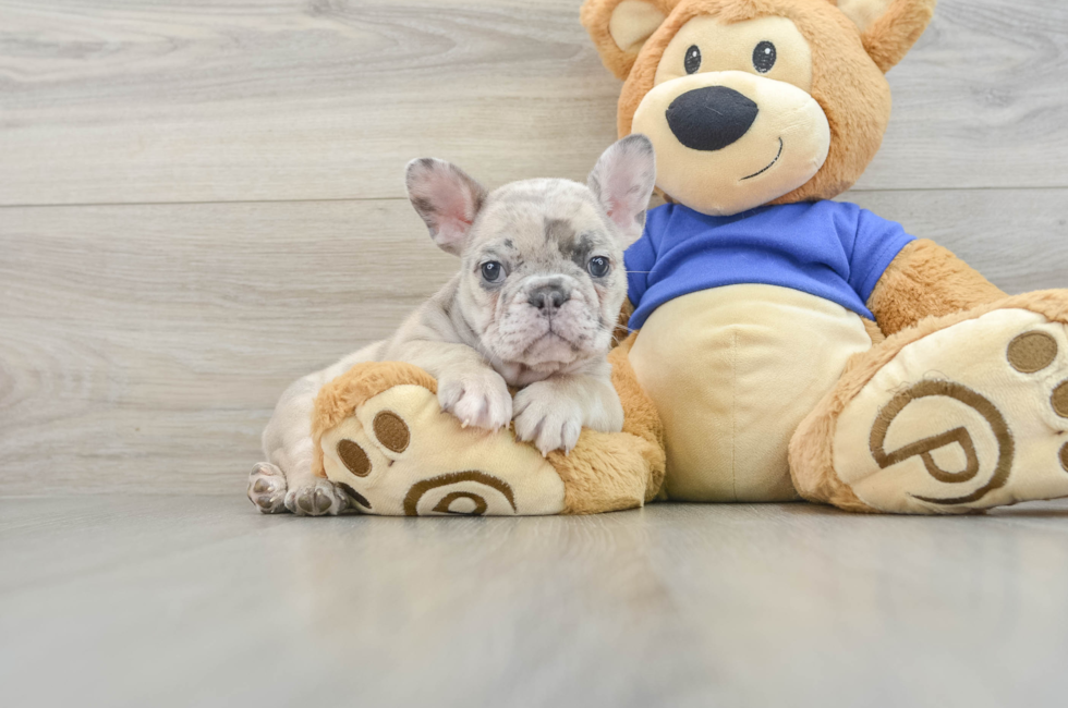 7 week old French Bulldog Puppy For Sale - Premier Pups