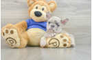 Best French Bulldog Baby