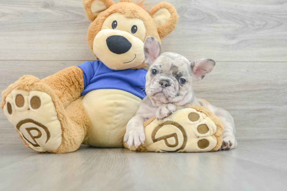 Best French Bulldog Baby