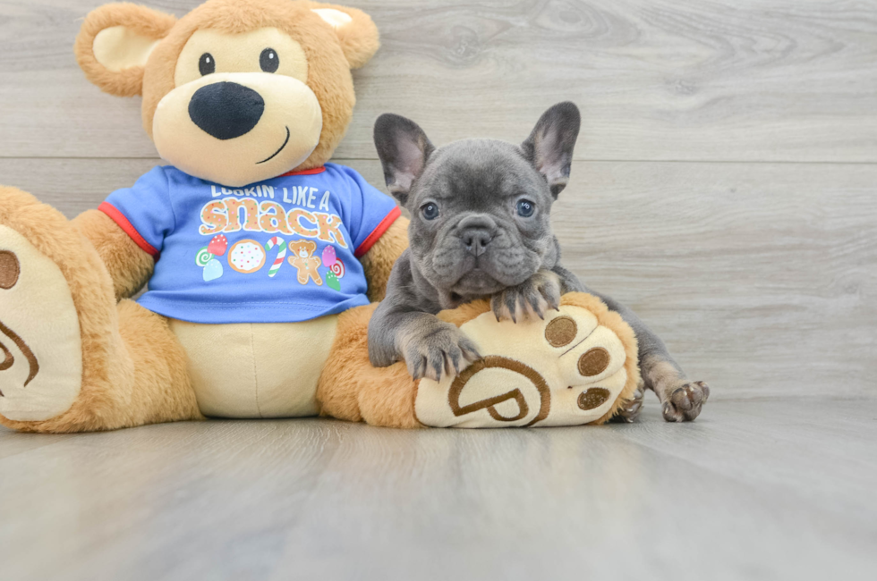 6 week old French Bulldog Puppy For Sale - Premier Pups